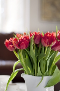 red-tulips-1388853-m